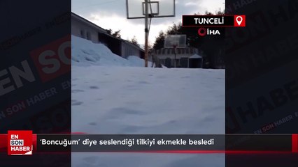 ‘Boncuğum’ diye seslendiği tilkiyi ekmekle besledi