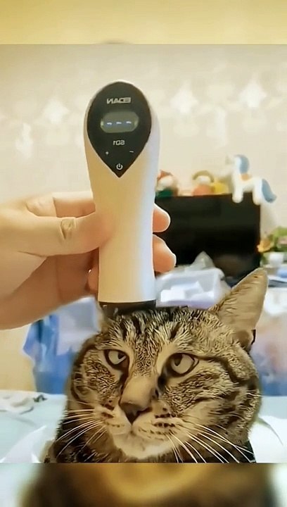 Funny video