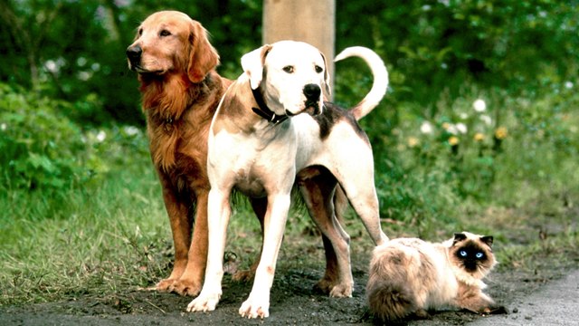 L'incroyable voyage à San Francisco