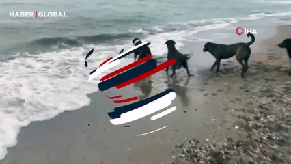 Bodrum'da karaya vuran yunus kurtarmak için saatlerce ter döktüler