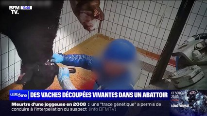 "Des animaux découpés encore vivants": L214 porte plainte contre un abattoir en Mayenne