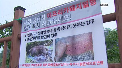부산서 두 번째 야생멧돼지 아프리카돼지열병 감염 / YTN