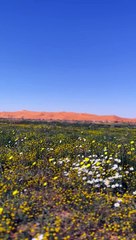 شاهد.. روضة "السبلة" في الزلفي تتوشّح بلوحات جمالية ساحرة تُزينها الزهور والورود