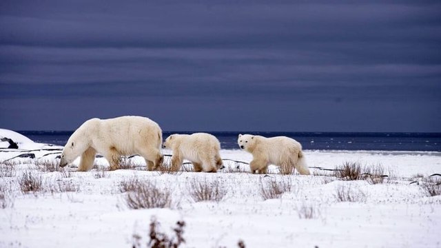 Espèces en voie d'adaptation