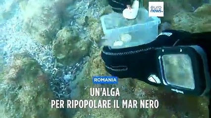 Romania, il progetto per ripopolare i fondali del Mar Nero: un' alga per ripristinare l'ecosistema