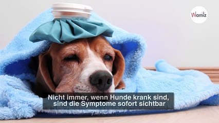 Labrador-Hündin hat Schmerzen: Tierarzt untersucht sie und ist vollkommen baff