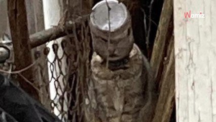 Trovano un gatto in una situazione assurda. Lottano contro il tempo per salvargli la vita