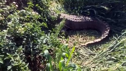 ताज़ा खबरें: मगरमच्छ से जुड़ी रोचक और महत्वपूर्ण जानकारी 🐊