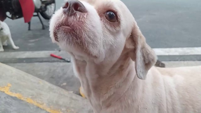 Dog is FRIENDS with GANG Street Cats? Cats Cat videos Cat sound Dogs Meow