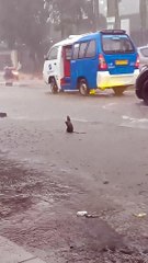 Rat Rejoices In The Pouring Rain