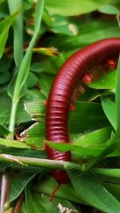 Ce mille-pattes est plutôt BALEZE !