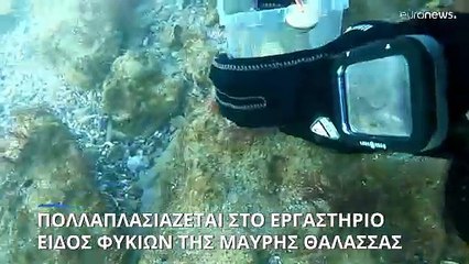 Απειλείται με εξαφάνιση σπάνιο είδος φυκιών στη Μαύρη Θάλασσα