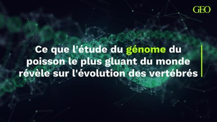 L'étude du génome du poisson le plus gluant du monde permet une importante découverte sur l'évolution des vertébrés