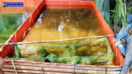 Cara panen LARVA LELE umur 20 hari❗Diperlukan kejelian, ketelitian, kesabaran dan peralatan yang komplit