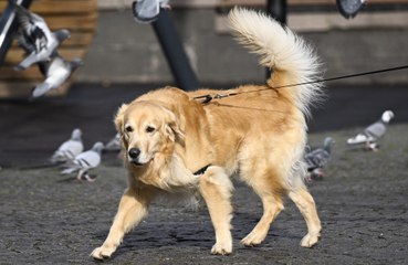 Dog owners in an Italian province are being forced to provide a sample of their pets’ DNA
