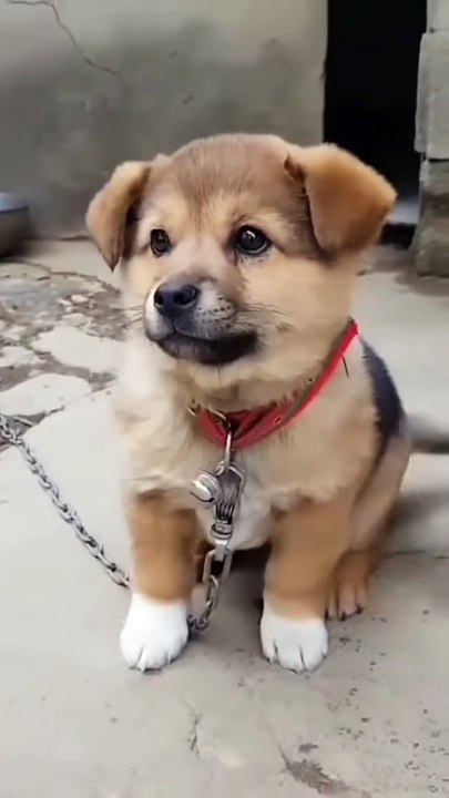 #viral #video #cute pappy #pappy pappy dog #‍‍