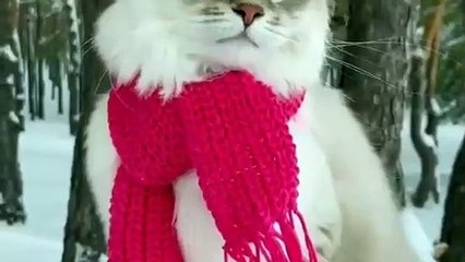 مقطع صادم يظهر هروب فرس واصطدامها بسياج حديدي بعد محاولة ترويعها