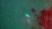 Drone captures amazing footage of a beluga whale swimming off the coast of Shetland