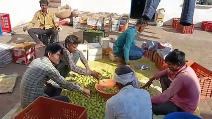 खांखरा के प्रगतिशील किसान बेर की खेती कर कमा रहे हैं मुनाफा, परंपरागत खेती को छोड़ किया नवाचार तो बढ़ गई आमदनी