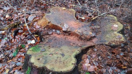 FOOTPATHS IN CRISIS Sandringham Part 3 Episode 4