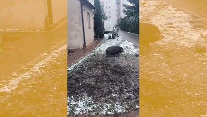 Vaikuttava video: pieni koira ja sika pelaavat jalkapalloa yhdessä