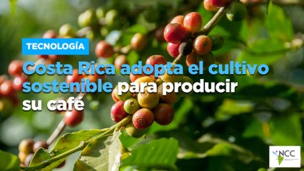 Costa Rica adopta el cultivo sostenible para producir su café