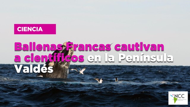 Ballenas Francas cautivan a científicos en la Península Valdés