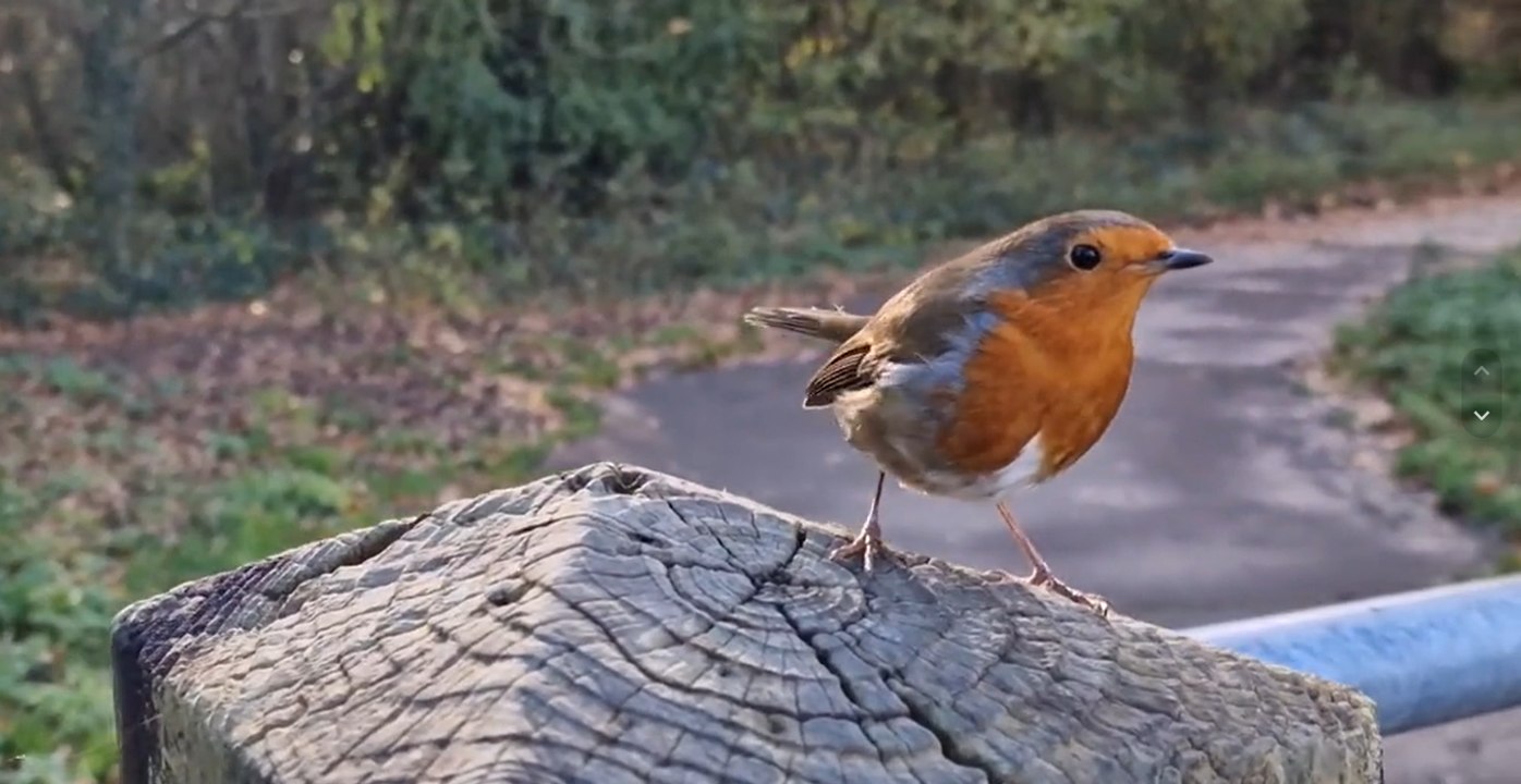 Los pajaritos también pueden ser nuestros amigos cuando son libres