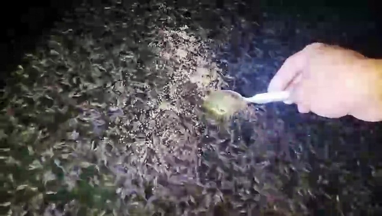 Takaran pemberian pakan, saya hanya mengandalkan feeling dan perkiraan saja, tidak menurut rumus 3-5 % bobot biomassa ikan