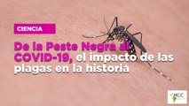 De la Peste Negra al COVID-19, el impacto de las plagas en la historia