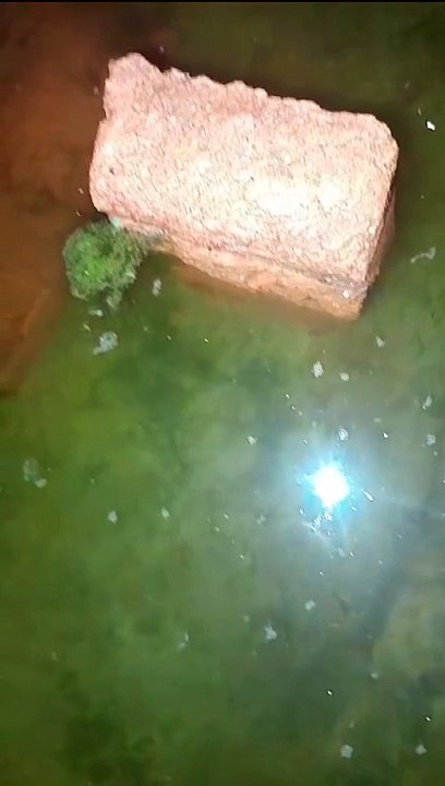 Cek LARVA LELE yang baru menetas 3 hari, sudah menyebar dan cari makan
