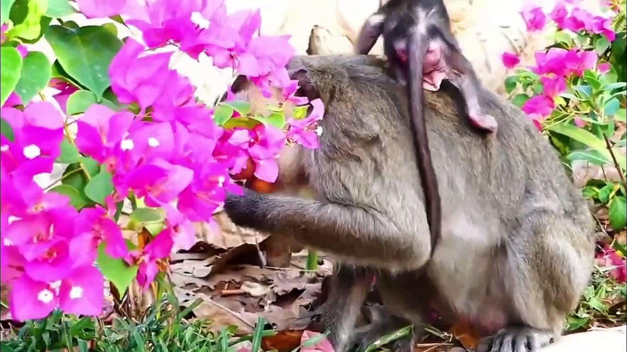 Poor Benny baby jumps to hit the stone, Benny gets scared till Melona comes to carry (720p_25fps_H264-192kbit_AAC)