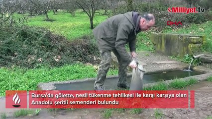 Nesli tükenme tehlikesiyle karşı karşıya! Göletten su çekilince ortaya çıktı
