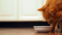 Cute Ginger Cat Sitting on Floor and Eating Cat Food From Its White Bowl. Fluffy Pet in Cozy Home., Nature Stock Footage ft. adorable & cat - Envato Elements
