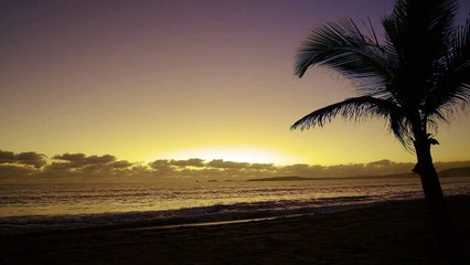 Sunset on a beach with a palm tree