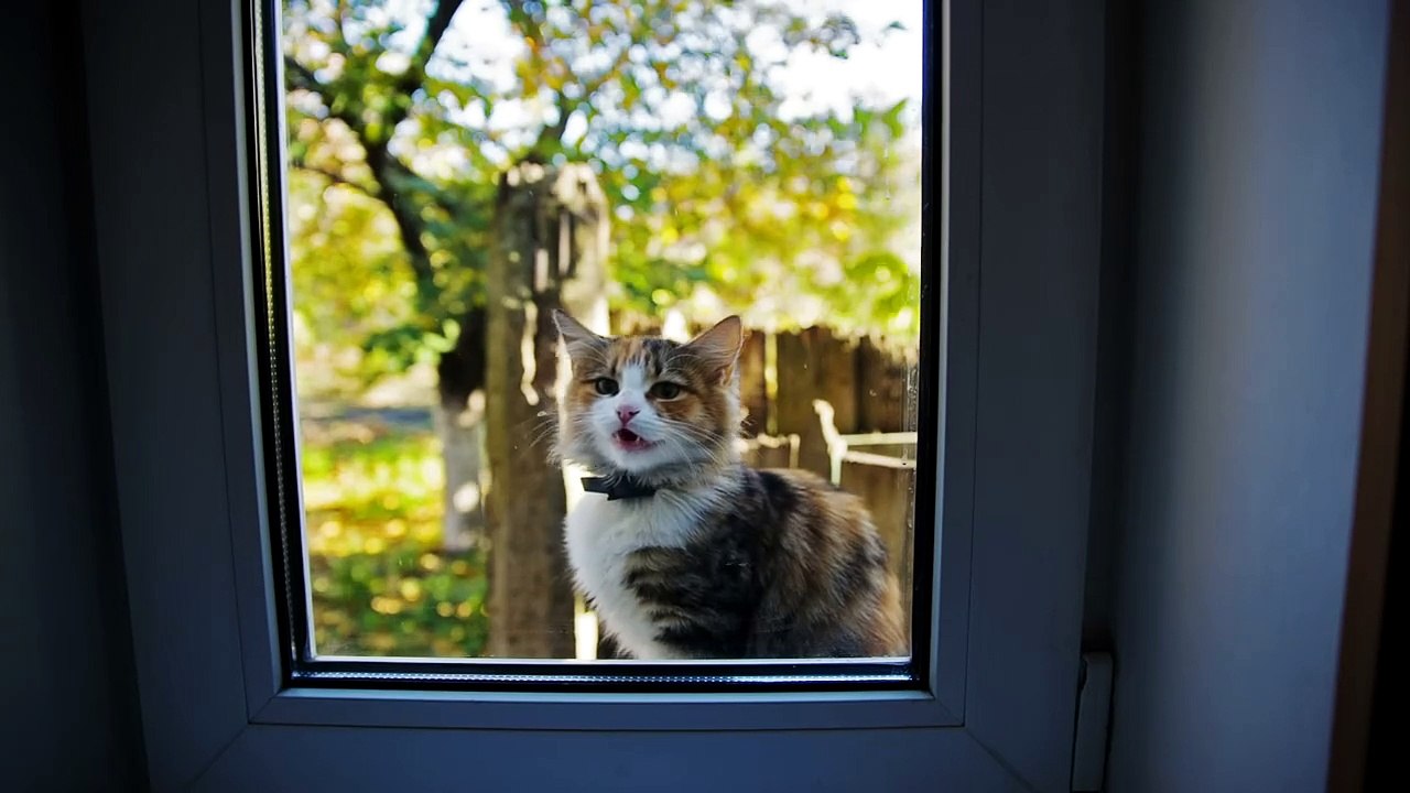 beautiful cat meowing outside the window