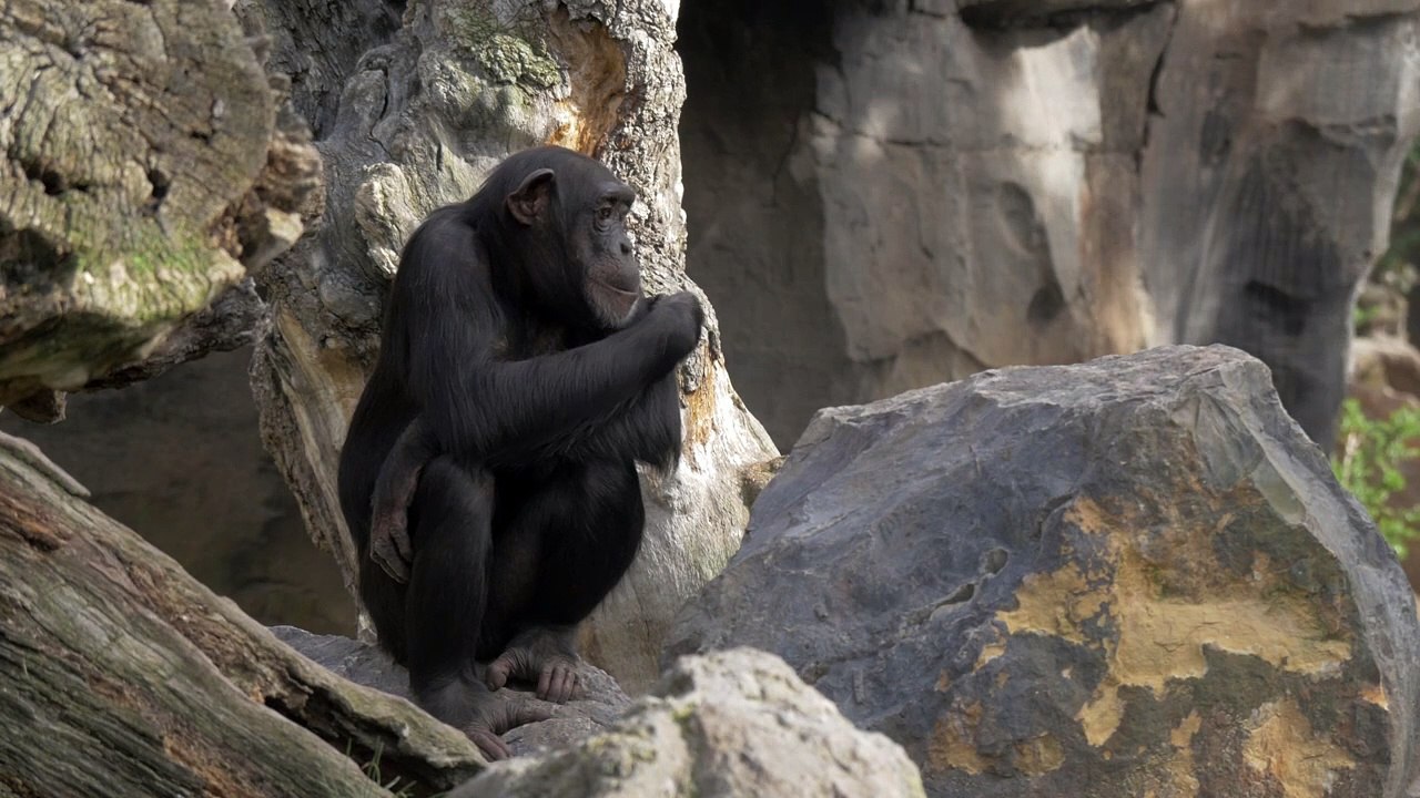 chimp sitting on a stock