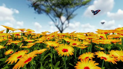 Butterflies in a sunflower field