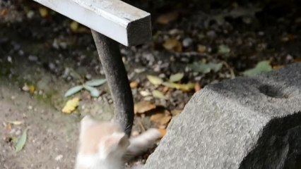 kitten hiding outside
