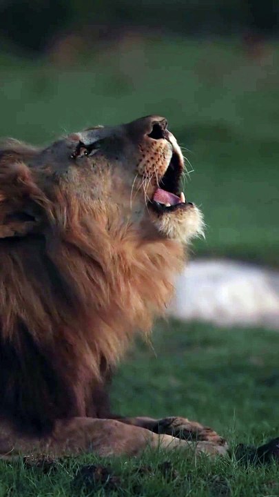 Angry lion