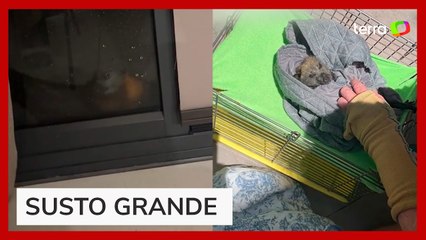 Morcego gigante assusta jovem ao tentar entrar em casa durante tempestade na Austrália