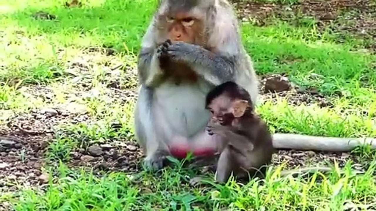 Poor girl Emily feels happy with green grass, mother Emila is full of hungriness (720p_25fps_H264-192kbit_AAC)