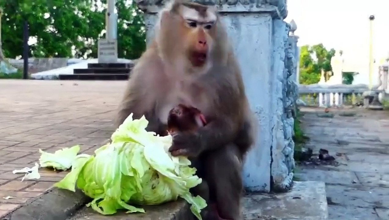 Poor female Aly is given huge cabbage from human, Albert baby calm down quietly (720p_25fps_H264-192kbit_AAC)