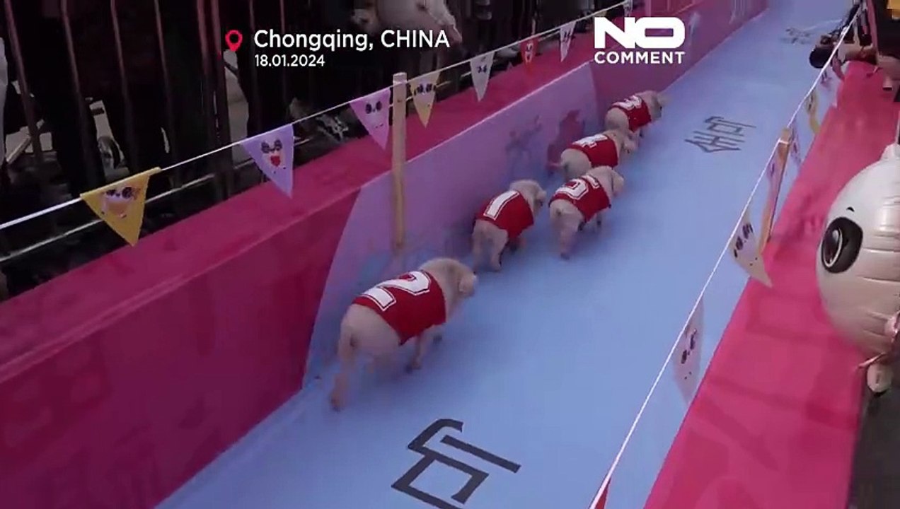 Rennen und Beauty: Einige der schönsten Schweine Chinas im Wettbewerb