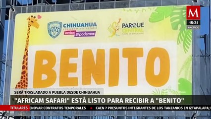 ¿Qué pasó con la jirafa Benito y por qué se ha retrasado su traslado?