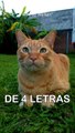 Chiste Animal De 4 Letras! Gatos Chistosos! #Shorts