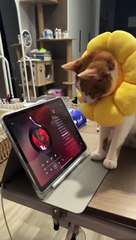 Music Critic Insights 🎶