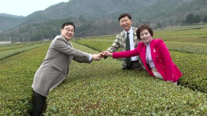 녹차의 고장 '보성-하동'...'다원 결의'로 세계화! / YTN