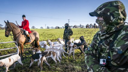 'Saboteurs' disrupt hunts to save foxes' lives