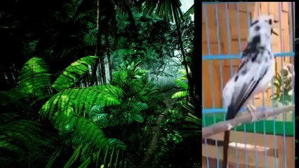 The melodious voice of the rare new magpie bird, the batu blorok magpie